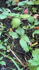 Ranunculus cantoniensis