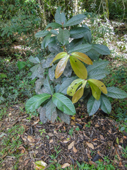 Angiospermae