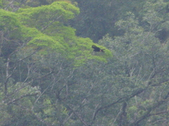 Spizaetus tyrannus