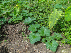Angiospermae