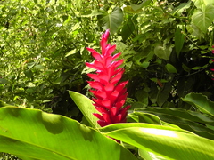 Alpinia purpurata image