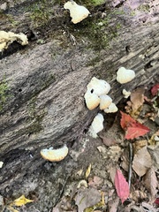 Crepidotus crocophyllus