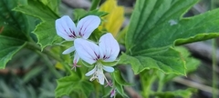 Pelargonium scabrum