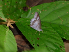 Archeuptychia cluena
