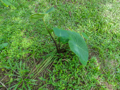 Angiospermae