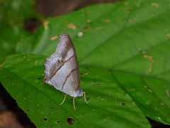 Archeuptychia cluena