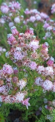 Serruria fasciflora