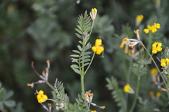 Ornithopus compressus