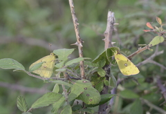 Colias croceus