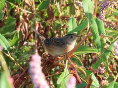 Cistothorus stellaris