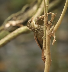 Dendroplex picus
