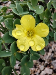 Oxalis gigantea
