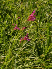 Gladiolus italicus