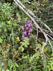 Lantana montevidensis