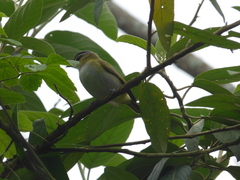 Vireo chivi