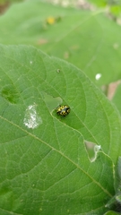 Zygogramma signatipennis