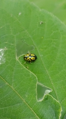 Zygogramma signatipennis