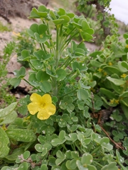 Oxalis gigantea