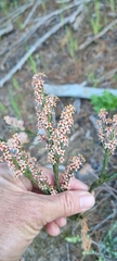 Struthiola ciliata