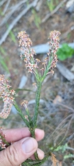 Struthiola ciliata