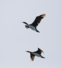 Leucocarbo bougainvillii