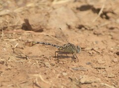 Dromogomphus spoliatus