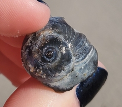 Neverita duplicata