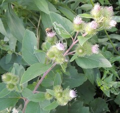 Arctium minus