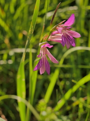 Gladiolus italicus