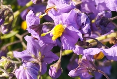 Solanum crispum