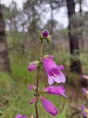 Penstemon