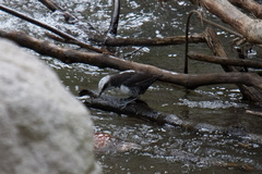 Cinclus leucocephalus