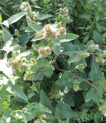 Arctium minus