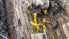 Calocera cornea