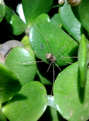 Leiobunum blackwalli