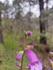 Penstemon
