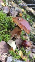 Suillus grevillei
