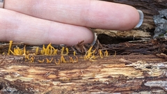 Calocera cornea