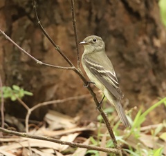 Empidonax virescens