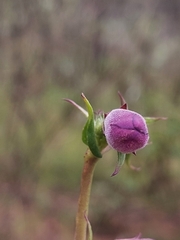 Penstemon