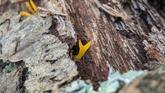 Calocera cornea