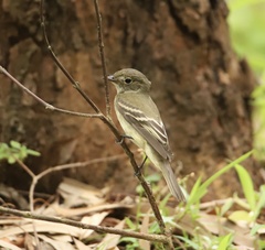 Empidonax virescens