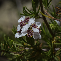 Eriocephalus tenuifolius