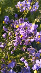 Solanum crispum