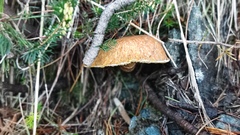 Suillus cavipes