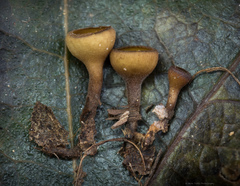 Ciboria rufofusca