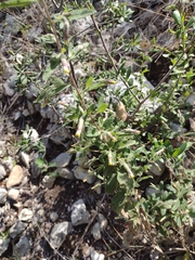 Brickellia cylindracea