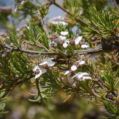 Eriocephalus tenuifolius