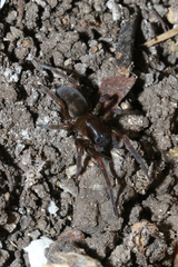 Amaurobius ferox