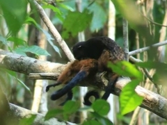 Saguinus fuscicollis